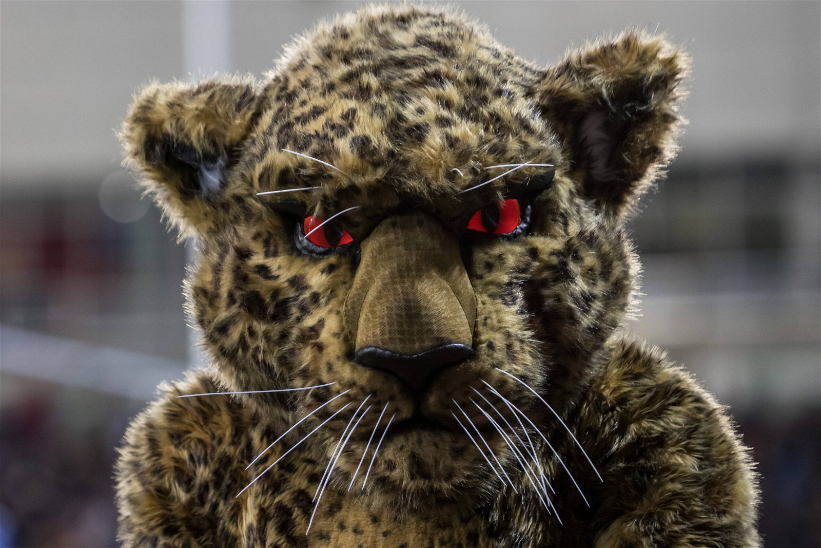 Leigh Leopards mascot, Leeto
