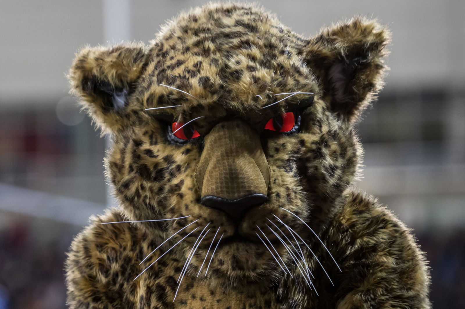 Leigh Leopards mascot, Leeto